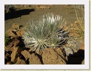 Hw11a [Silver Sword at Onizuka visitor center] * 1280 x 960 * (614KB)